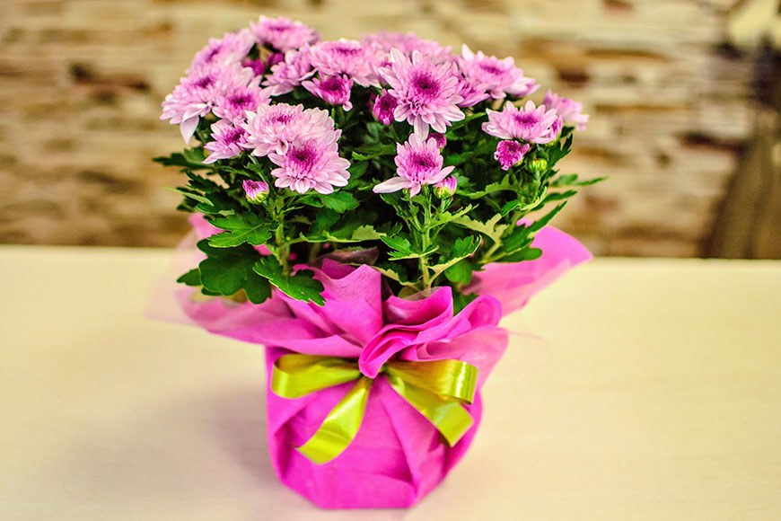 Цветы в горшке в подарок цветы в чебоксарах с доставкой недорого круглосуточно