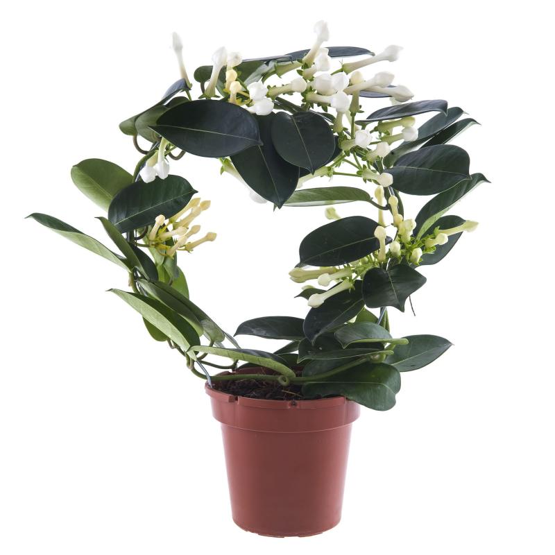 Стефанотис Floribunda d12 L40 купить с доставкой в Украине | Цветущие в ...