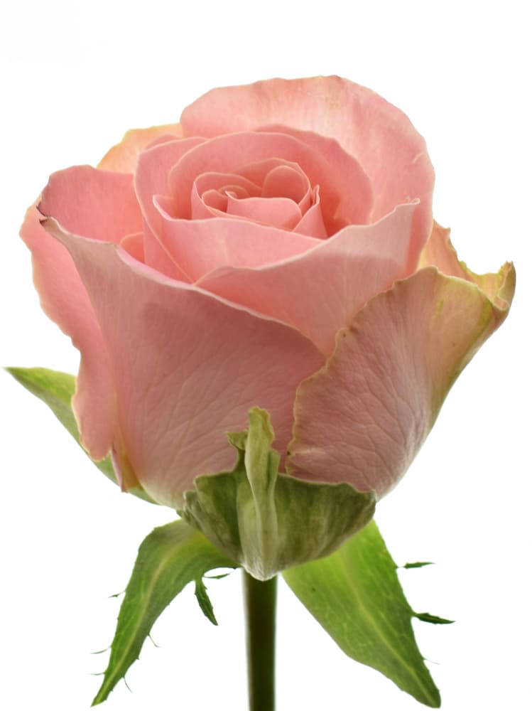 Роза Gr Hermosa L70 купить с доставкой в Украине | Розы (кения) в