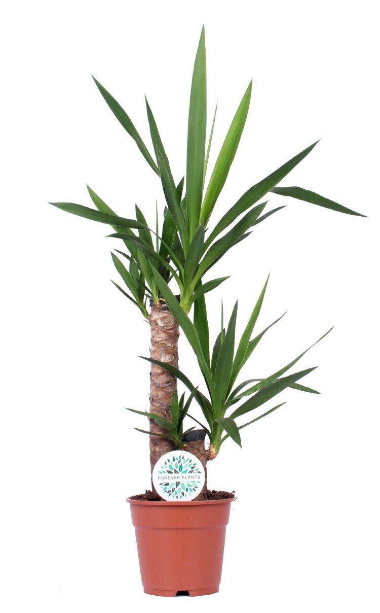 Юкка Yucca 20cm Stem 2+ d12 L55 купить с доставкой в Украине