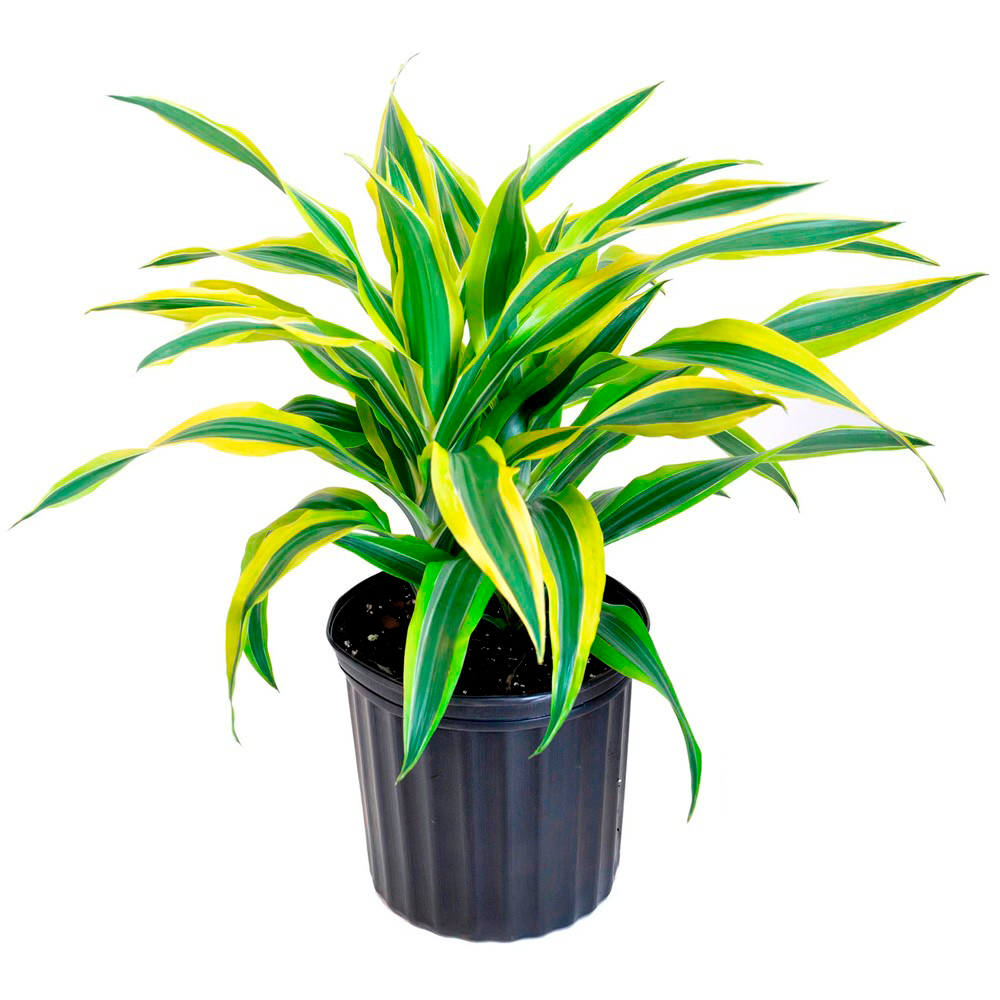 Драцена безштамбовая высокая лайм купити з доставкою в Україні ...