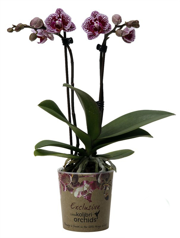 Орхидея phalaenopsis 2st Jaguar 18+ d12 L70 купить с доставкой в Украине |  Орхидеи в интернет магазине Шарм24