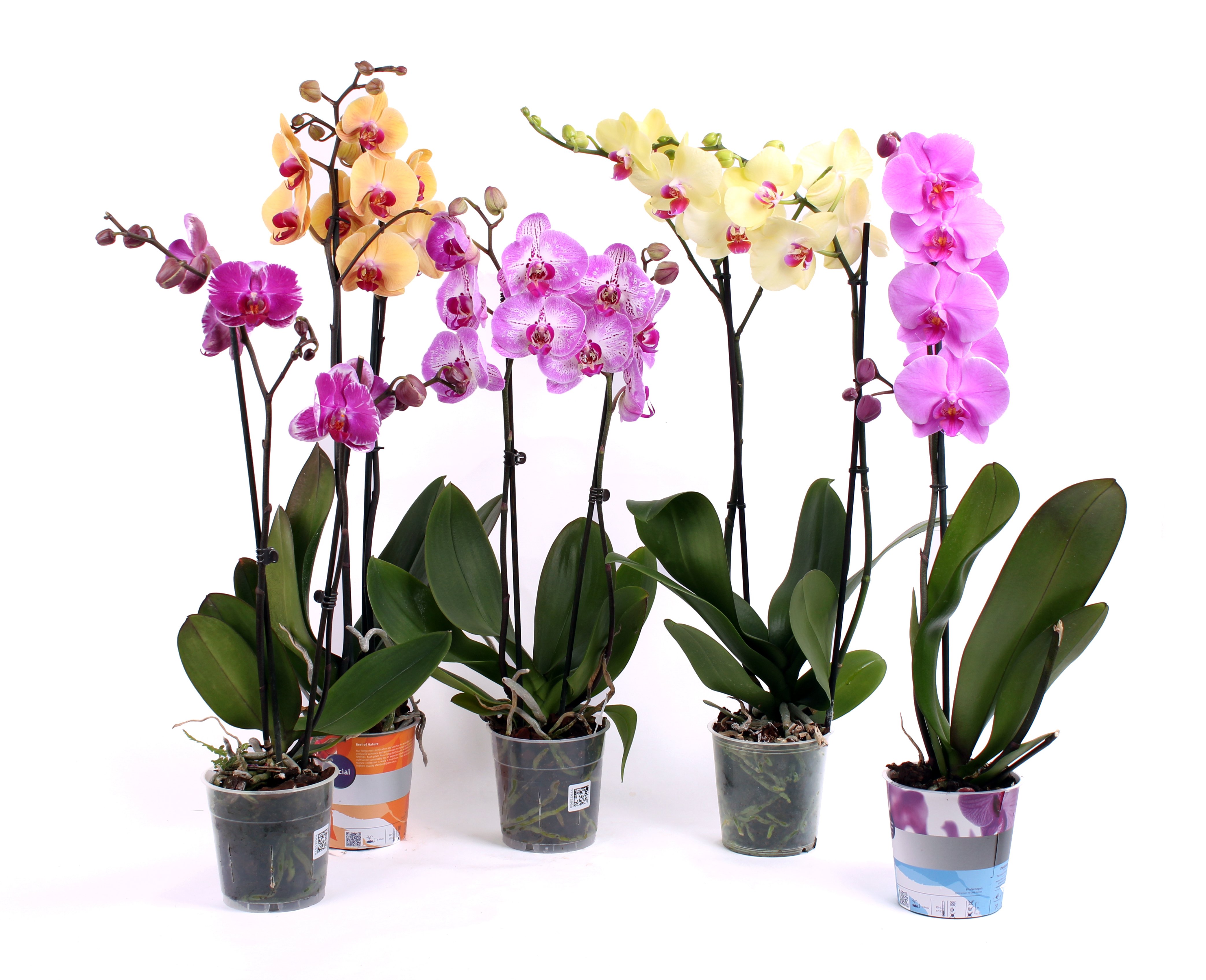 Орхидея живая цветок. Фаленопсис микс d12 h40. Орхидея фаленопсис. Цветы фаленопсис микс. Фаленопсис микс 9д.