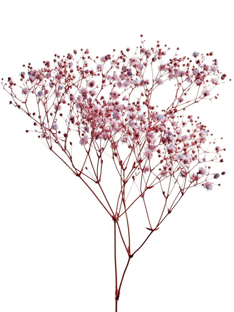 Гипсофила My Pink купити з доставкою в Україні | Гіпсофіла в інтернет ...