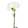 Гвоздика біла, Модель: 0 | Доставка квітів Шарм24