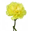 Гвоздика жовта, Модель: 0 | Доставка квітів Шарм24