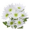 Хризантема Radost White, Модель: 0 | Доставка квітів Шарм24
