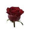 Троянда Gr Ever Red L60, Модель: 0 | Доставка квітів Шарм24