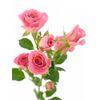 Троянда Tr Nathalie L60, Модель: 0 | Доставка квітів Шарм24