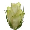 Роза Gr Athena L35, Модель: 0 | Доставка квітів Шарм24