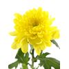 Хризантема G Магнум жовта, Модель: 0 | Доставка цветов Шарм24