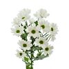Хризантема Tr Chic White L70***, Модель: 0 | Доставка квітів Шарм24