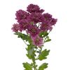 Хризантема Бакарди фиолетовая, Модель: 0 | Доставка цветов Шарм24