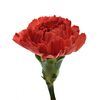 Гвоздика St Red Magic, Модель: 0 | Доставка квітів Шарм24