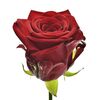 Роза Ред Науми L6, Модель: 0 | Доставка квітів Шарм24