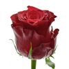 Троянда Gr Rhodos L70, Модель: 0 | Доставка квітів Шарм24