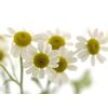 Ромашка міні, Модель: 0, фото 6 | Доставка цветов Шарм24