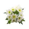 Хризантема Tr Radost White L70, Модель: 0, фото 2 | Доставка цветов Шарм24