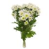 Хризантема Tr Radost White L70, Модель: 0, фото 3 | Доставка цветов Шарм24