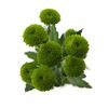 Хризантема Tr Feeling Green Dark L70, Модель: 0, фото 2 | Доставка цветов Шарм24