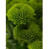 Хризантема Tr Feeling Green Dark L70, Модель: 0, фото 5 | Доставка цветов Шарм24