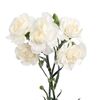 Гвоздика біла, Модель: 0, зображення 2 | Доставка квітів Шарм24