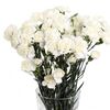 Гвоздика біла, Модель: 0, зображення 4 | Доставка квітів Шарм24