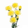 Гвоздика жовта, Модель: 0, зображення 2 | Доставка квітів Шарм24