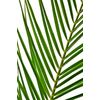 Лист пальмы Феникс 60 см, Модель: 0, фото 4 | Доставка цветов Шарм24