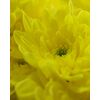 Хризантема Tr Baltica Yellow, Модель: 0, зображення 5 | Доставка квітів Шарм24