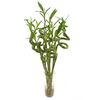 Бамбук S Lucky Bamboo L70, Модель: 0, фото 2 | Доставка цветов Шарм24