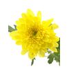 Хризантема G Магнум жовта, Модель: 0, фото 2 | Доставка цветов Шарм24