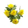 Хризантема G Магнум жовта, Модель: 0, фото 4 | Доставка цветов Шарм24