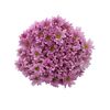 Хризантема Tr Memphis Pink L70***, Модель: 0, фото 2 | Доставка цветов Шарм24