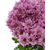 Хризантема Tr Memphis Pink L70***, Модель: 0, фото 3 | Доставка цветов Шарм24