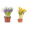 Крокус в горщику Mix L30, Модель: 0, зображення 2 | Доставка квітів Шарм24 Крокус в горщику Mix L30, Модель: 0, зображення 2 | Доставка квітів Шарм24