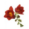 Фрезія Du Mandarine L50, Модель: 0, зображення 2 | Доставка квітів Шарм24