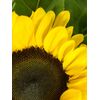 Подсолнухи, Модель: 0, фото 2 | Доставка цветов Шарм24