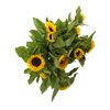Подсолнухи, Модель: 0, фото 5 | Доставка цветов Шарм24