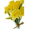 Нарцис Mix L50, Модель: 0, зображення 4 | Доставка квітів Шарм24