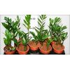 Замиокулькас Zamioculcas 2+ d12 L45, Модель: 0, фото 2 | Доставка цветов Шарм24