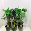 Алокация Alocasia Mix d14 L75, Модель: 0, фото 2 | Доставка цветов Шарм24