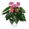 Антуріум Anth An Cavalli 6+ d17 L65, Модель: 0 | Доставка квітів Шарм24