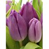 Букет из фиолетовых тюльпанов 35 шт, Модель: 0, фото 3 | Доставка цветов Шарм24