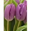 Букет из фиолетовых тюльпанов 55 шт, Модель: 0, фото 3 | Доставка цветов Шарм24