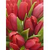 Букет из красных тюльпанов 35 шт, Модель: 0, фото 3 | Доставка цветов Шарм24