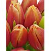 Букет з вогняних тюльпанів 25шт, Модель: 0, зображення 3 | Доставка квітів Шарм24