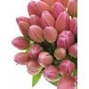 Букет из розовых тюльпанов 35 шт, Модель: 0, фото 3 | Доставка цветов Шарм24