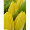 Букет з жовтих тюльпанів 55 шт, Модель: 0, зображення 3 | Доставка квітів Шарм24