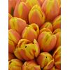 Букет з помаранчевых тюльпанів 55 шт, Модель: 0, зображення 3 | Доставка квітів Шарм24